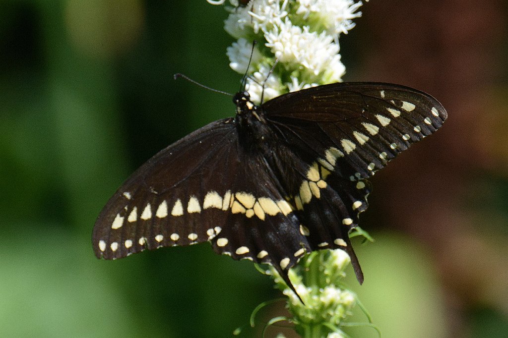 017 2013-07305006b Wachusett Meadow Wildlife Refuge, MA.JPG - Black Swallowtail (Papilo polyxenes). Wachusett Meadow Wildlife Refuge, Princeton, MA, 7-30-2013